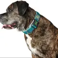 Hunter Pet Plus Thread Hundehalsbånd