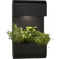 PR Home - Væglampe Planta - Sort - Dekorationsbelysning - - Homeroom
