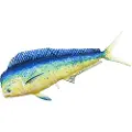 Gaby Den Kæmpe Mahi Mahi-pude
