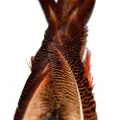Baetis Male Pheasant Tail Fjer