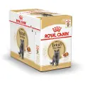 Royal Canin British Shorthair Adult i sauce - 12 x 85 g