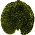 Costa Nova Plate Water lily pad Riviera 18 x 17 cm Dark green/Black