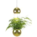 Globen Lighting - Pendel Planter - Messing - Pendler - - Homeroom