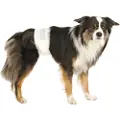 Trixie Bleer til hanhunde - M / L