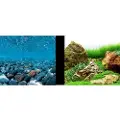 Marina 3d-flod Og Japansk Have Akvariebaggrund