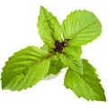 Click & Grow Click and Grow Smart Garden Refill 3-pack - Cinnamon Basil