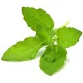 Click & Grow Click and Grow Smart Garden Refill 3-pack - Holy Basil