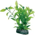 Usorteret Hygrophila 13 cm
