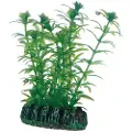 Usorteret Lagarosiphon 7 cm