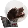 Kruuse K273392 Elizabethan Hundehalsbånd 10 Enheder