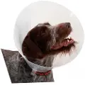 Kruuse Transparent Classic Collar - Størrelse 6