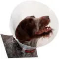 Kruuse K273394 Elizabethan Hundehalsbånd 10 Enheder