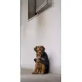 Diego & Louna Teddy Nylon Hundejakke