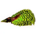 Baetis Lady Amherst Fjer