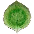Costa Nova - Serveringsfad Hydrangea 22cm - Grøn - Serveringsfade - - Homeroom