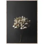 Paper Collective Still Life 04 Hydrangea plakat 30x40 cm