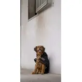 Diego & Louna Teddy Nylon Hundejakke