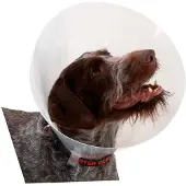 Buster Transparent Classic Collar - Størrelse 5