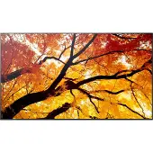 NEC MultiSync PN-M752, 189,2 cm (74.5), LED, 3840 x 2160 pixel, 24/7