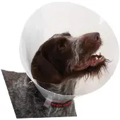 Buster Transparent Classic Collar - Størrelse 3