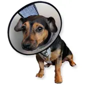 Aa -Vet Easyfix Collar - L