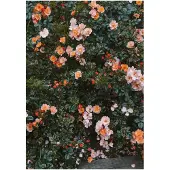 Fine Little Day Rose plakat 70x100 cm