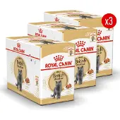 Royal Canin British Shorthair Wet - 36 x 85 g