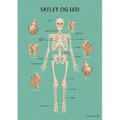 Gyldendal Plakat 70x100 cm - Kroppen - Skelet & Led