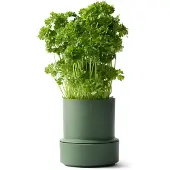 CrushGrind Billund selvvandende urtepotte Parsley