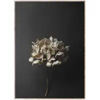 Paper Collective Still Life 04 Hydrangea plakat 30x40 cm