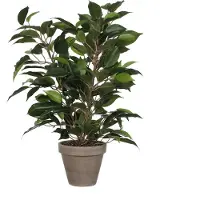 Mica Ficus Natsja Kunstig Plante