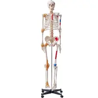 Vevor Menneskeskeletmodel til anatomi, 1820 mm naturlig størrelse, præcis PVC-anatomisk skeletmodel med ledbånd, bevægelige arme, ben og kæbe, med muskeludspring og indsættelsespunkter, til profession