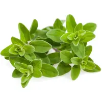 Click and Grow Click & Grow Smart Garden refill Marjoram 3pcs
