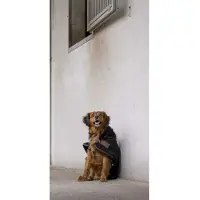 Diego & Louna Teddy Nylon Hundejakke