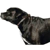 Equithème Max Hundesnor