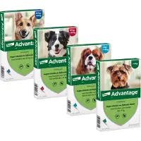 Advantage 250 Hund 10 - 25 kg - 4 x 2,5 ml