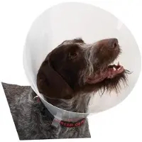 Buster Transparent Classic Collar - Størrelse 3