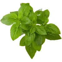 Click and Grow Click & Grow Smart Garden refill Dwarf Basil 3 stk
