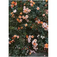 Fine Little Day Rose plakat 70x100 cm