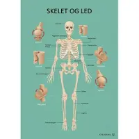 Gyldendal Plakat 70x100 cm - Kroppen - Skelet & Led